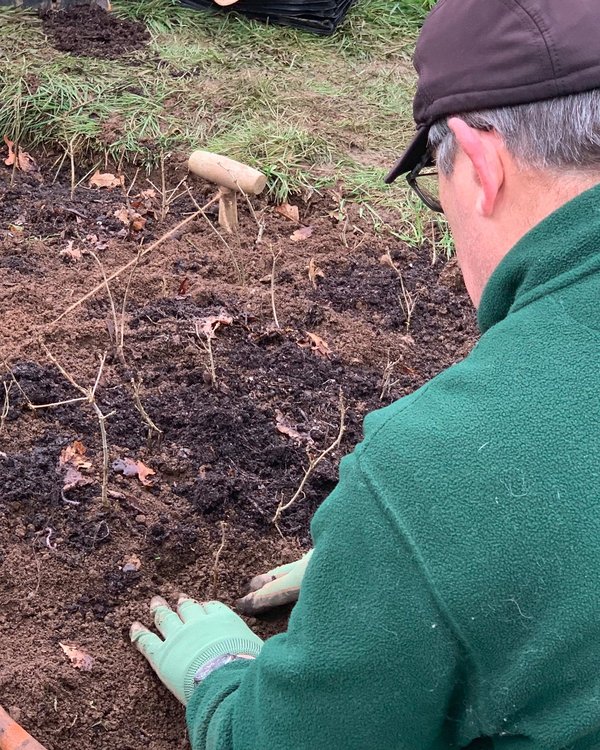 man planting young trees in tree nursery bed