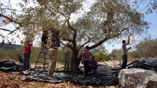 Picking the Tree