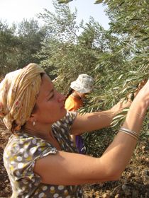 Picking Olives