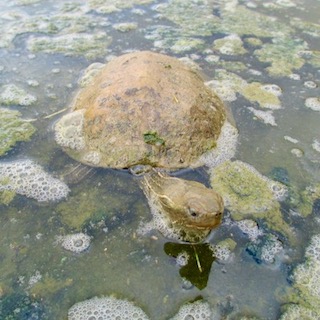 Turtle in the lake