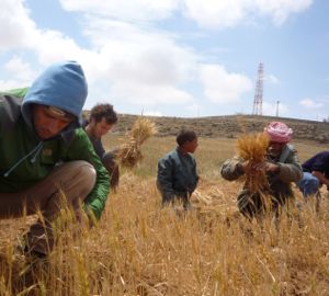 harvest
